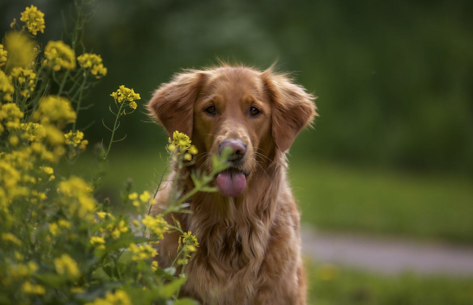 Golden Retriever adulto all’aperto