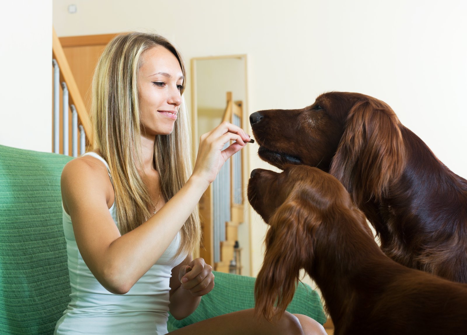 Allevatrice seduta con i suoi due cani adulti