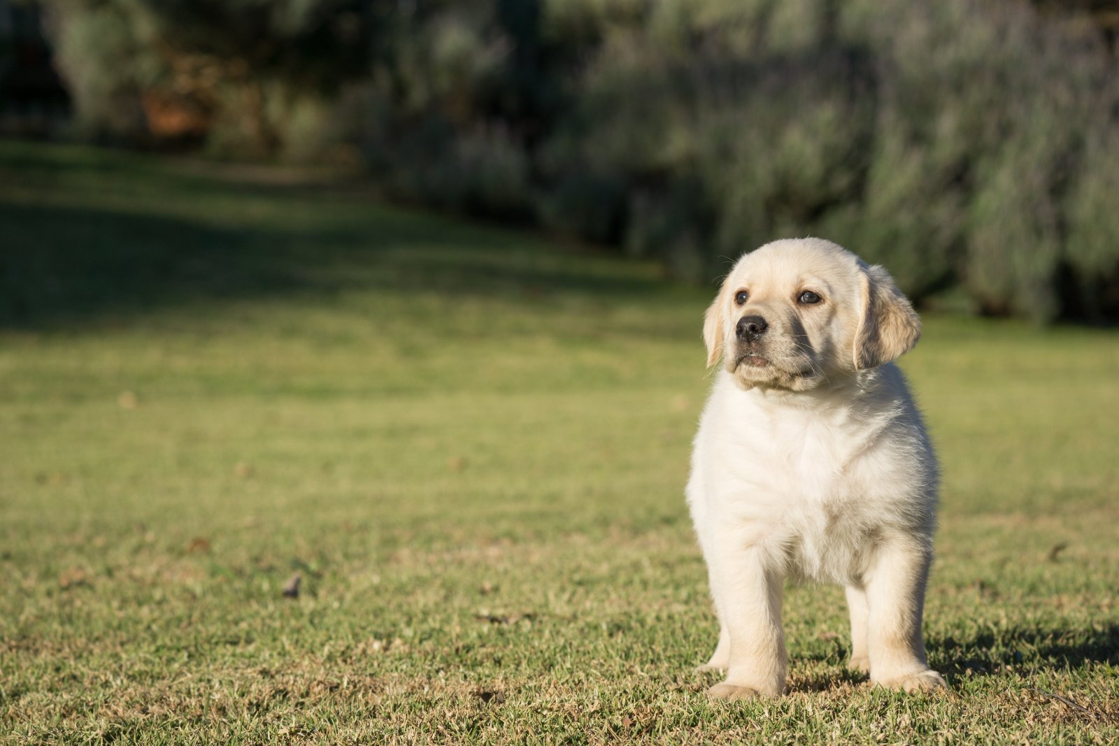 Cucciolo di Labrador Retriever fulvo in piedi nell’erba
