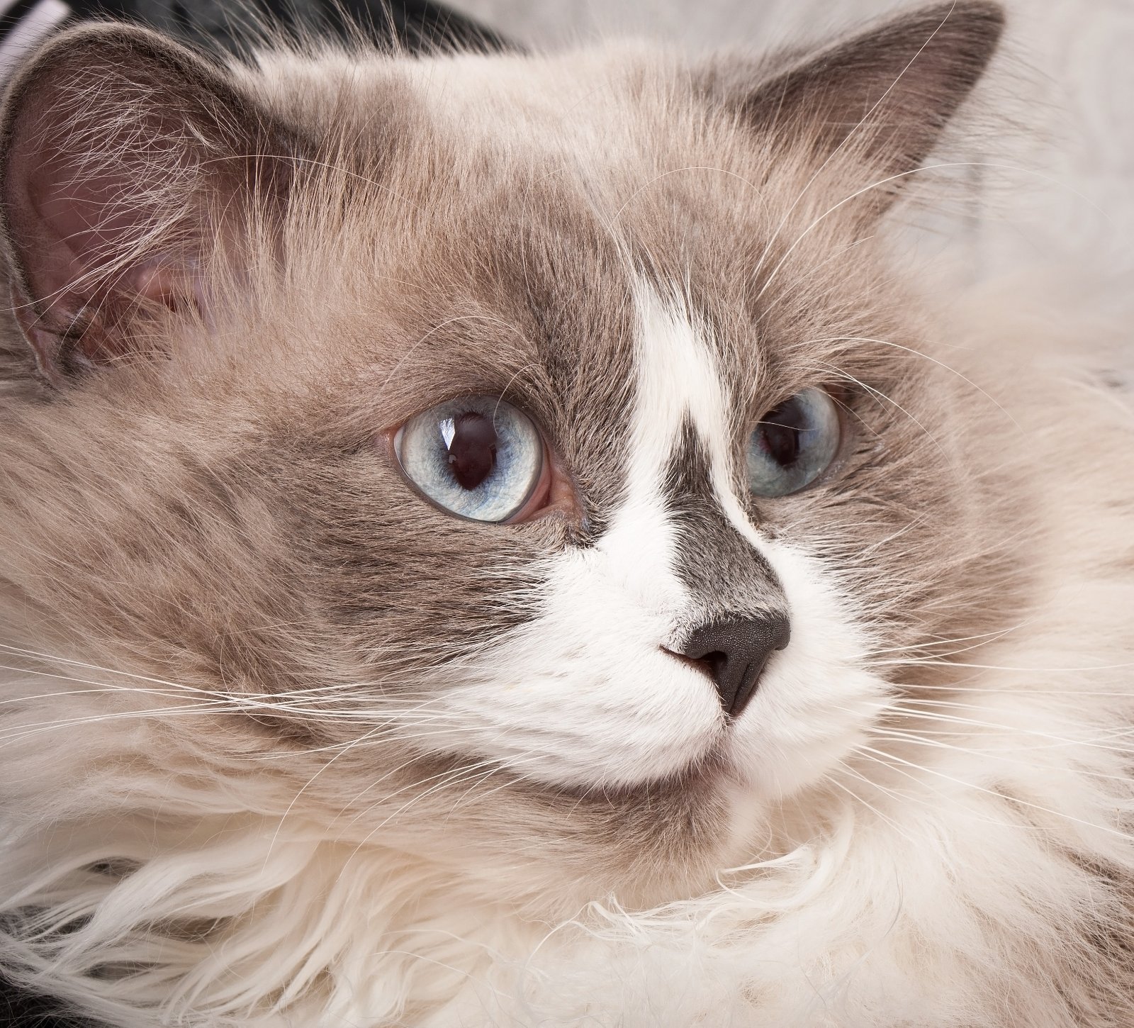 Ragdoll cat, calm gaze