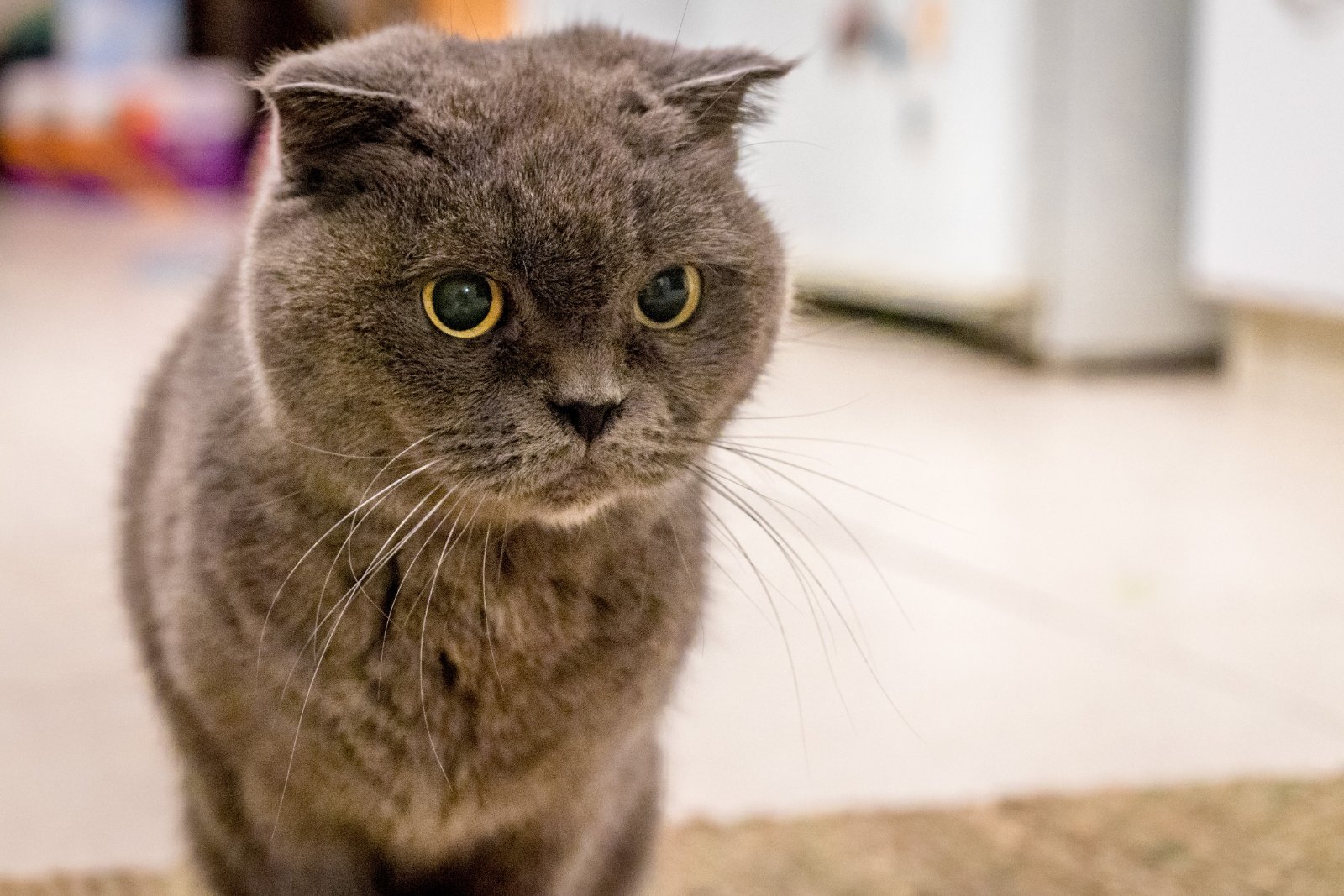 British Shorthair with dense coat