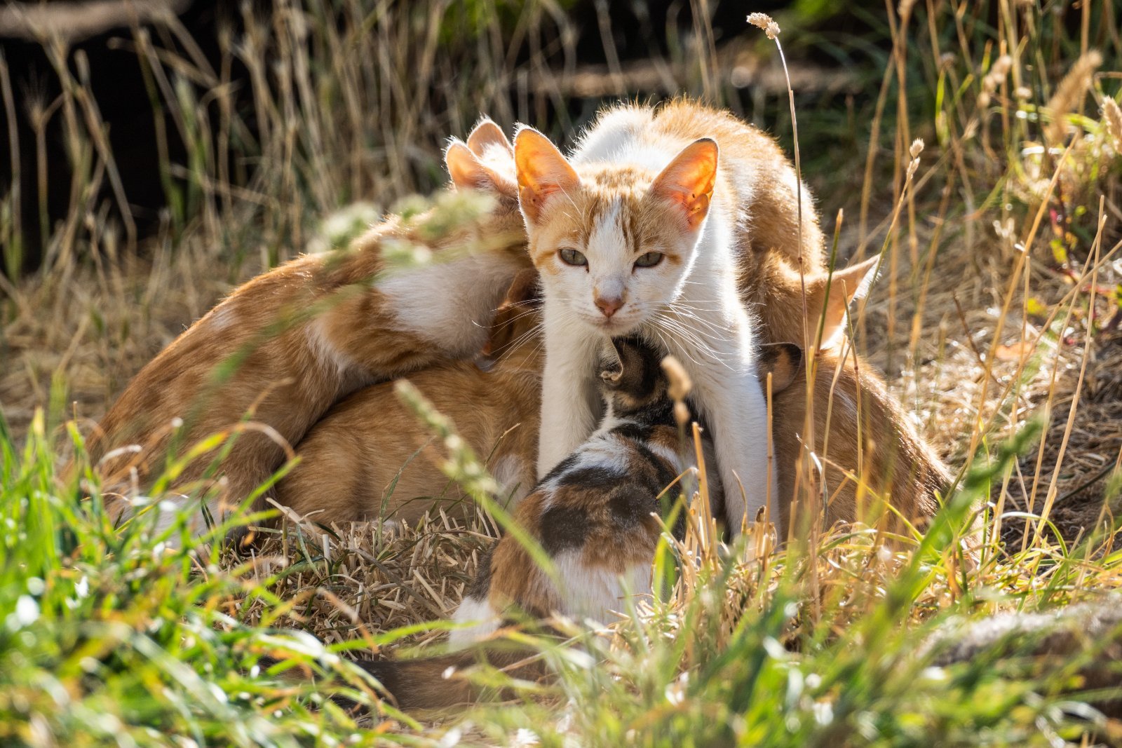 Litter of kittens with their mother