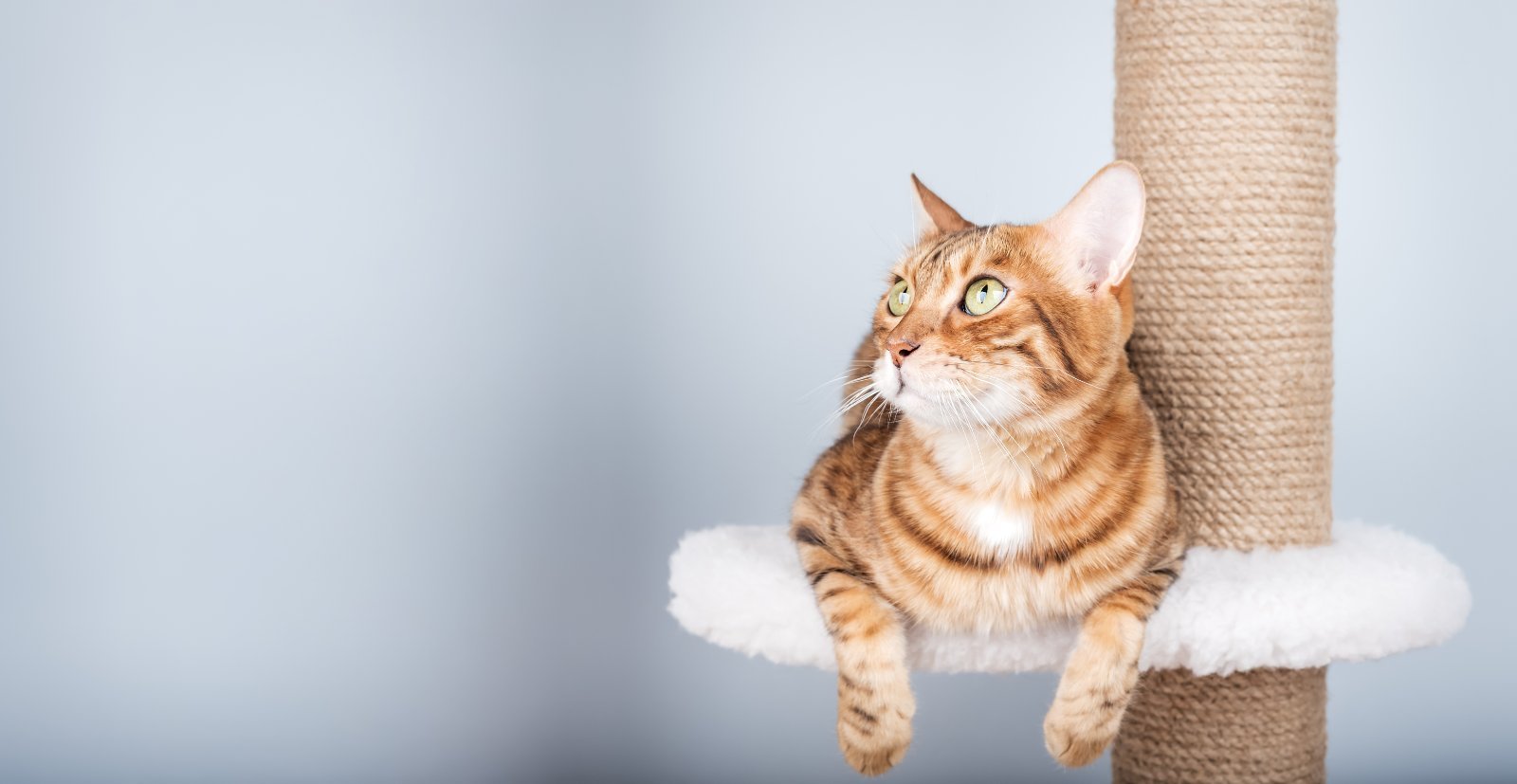 Cat settled on a cat tree, vertical space