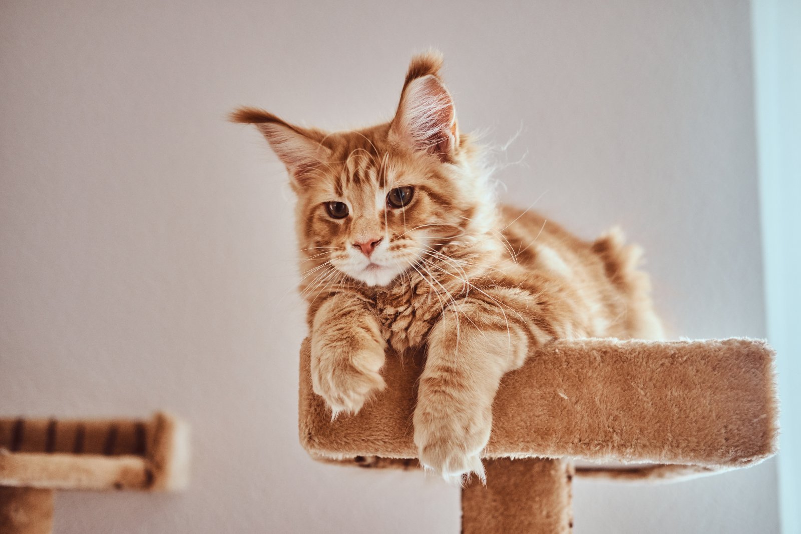 Maine Coon kitten, still growing