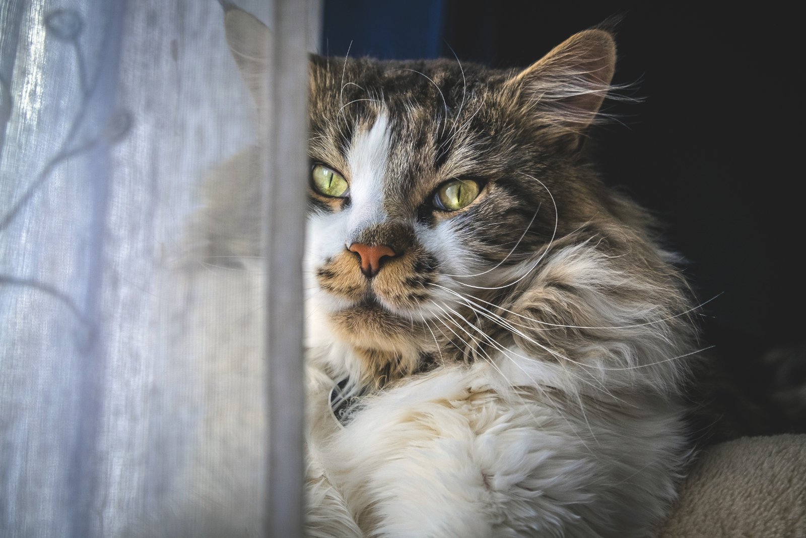 Adult Maine Coon with long coat