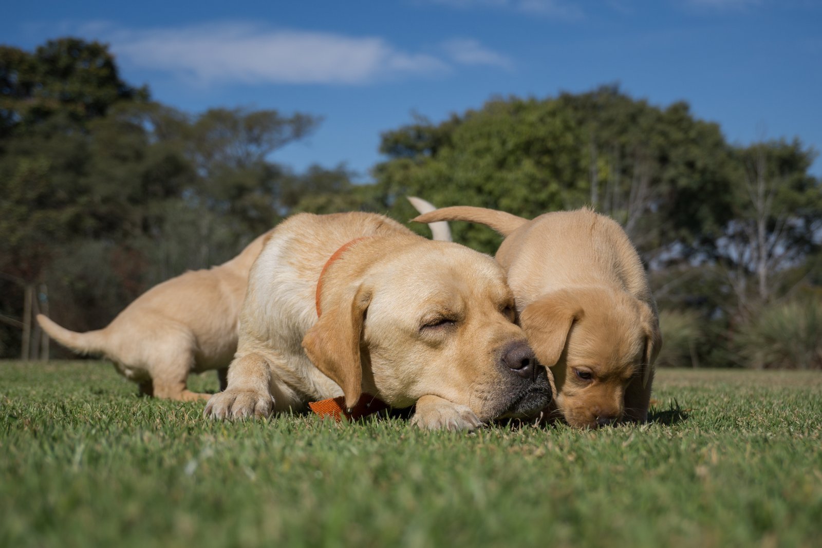Litter of puppies with their mother in the breeding facility