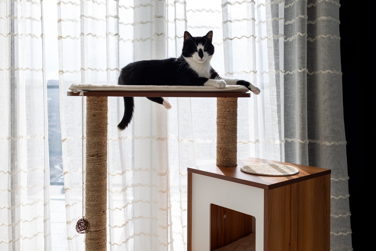 Cat on a cat tree, vertical space