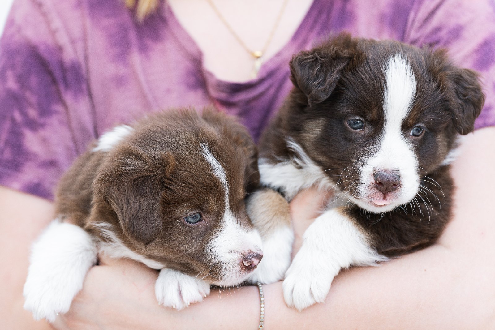 Border Collie puppies alert