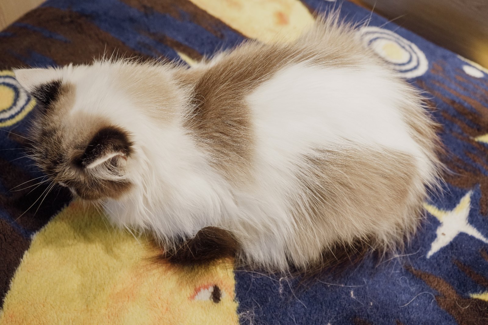 Katze mit Colourpoint-Fell, blaue Augen