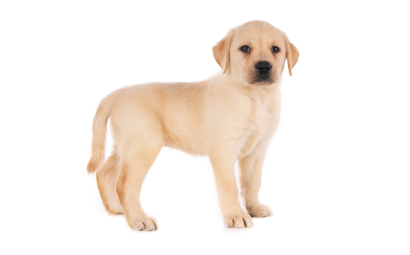 Labrador-Retriever-Welpe, neugieriger Blick