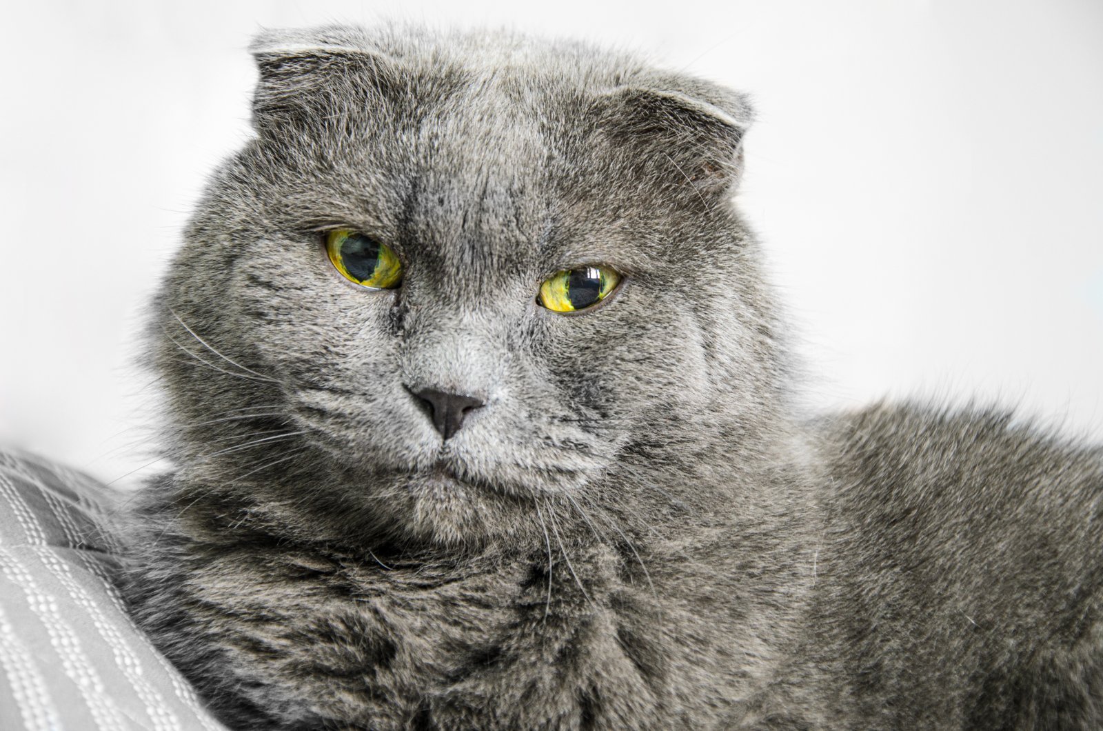 British Shorthair mit dichtem Fell