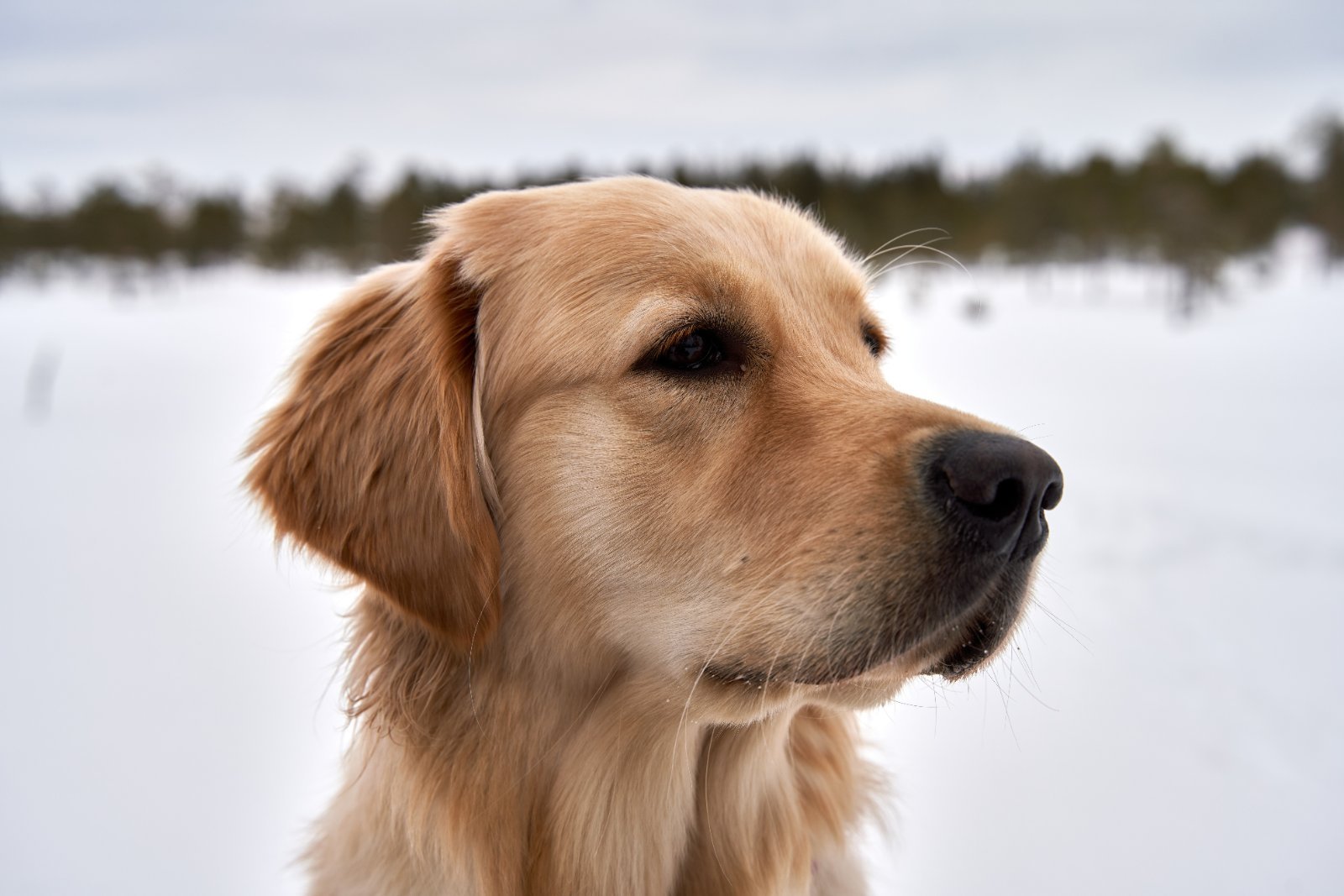Erwachsener Golden Retriever mit fauvem Fell