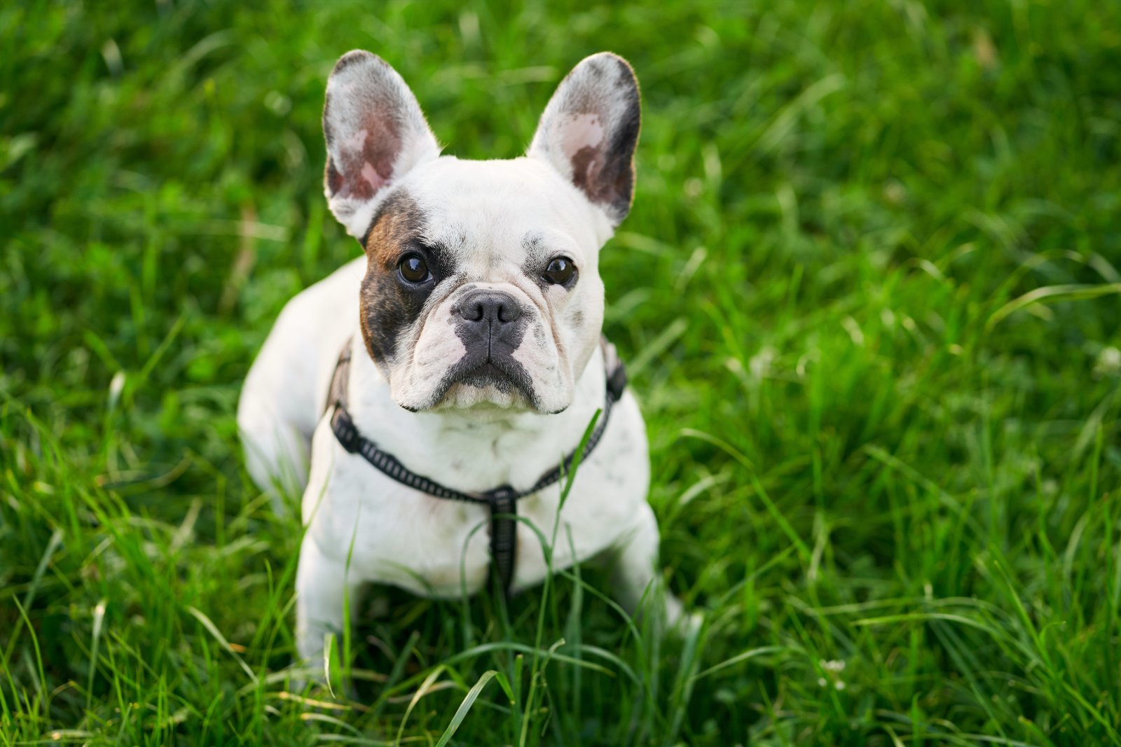 French Bulldog, compact silhouette
