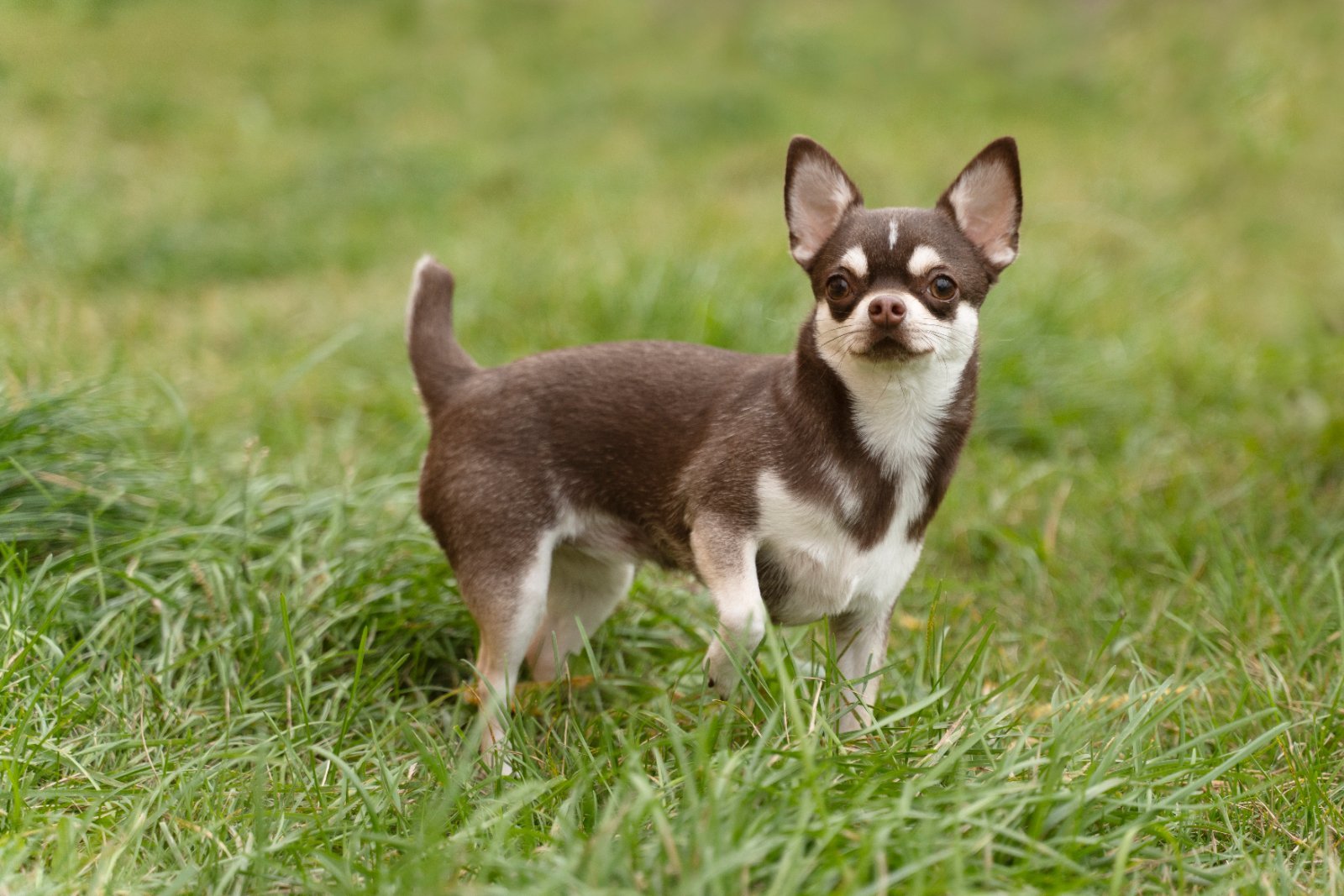 Small Chihuahua, ears upright