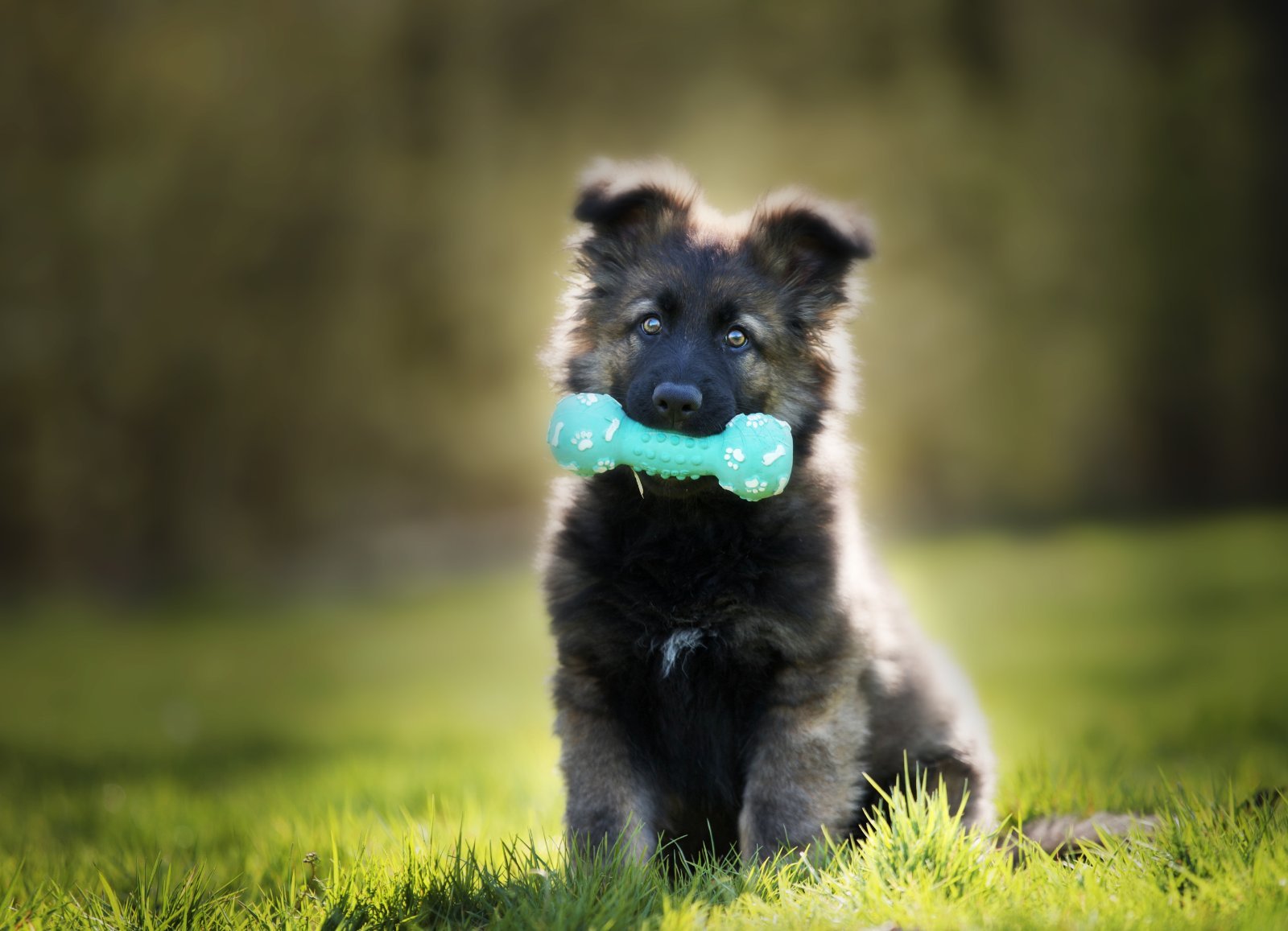 German Shepherd puppy with a toy
