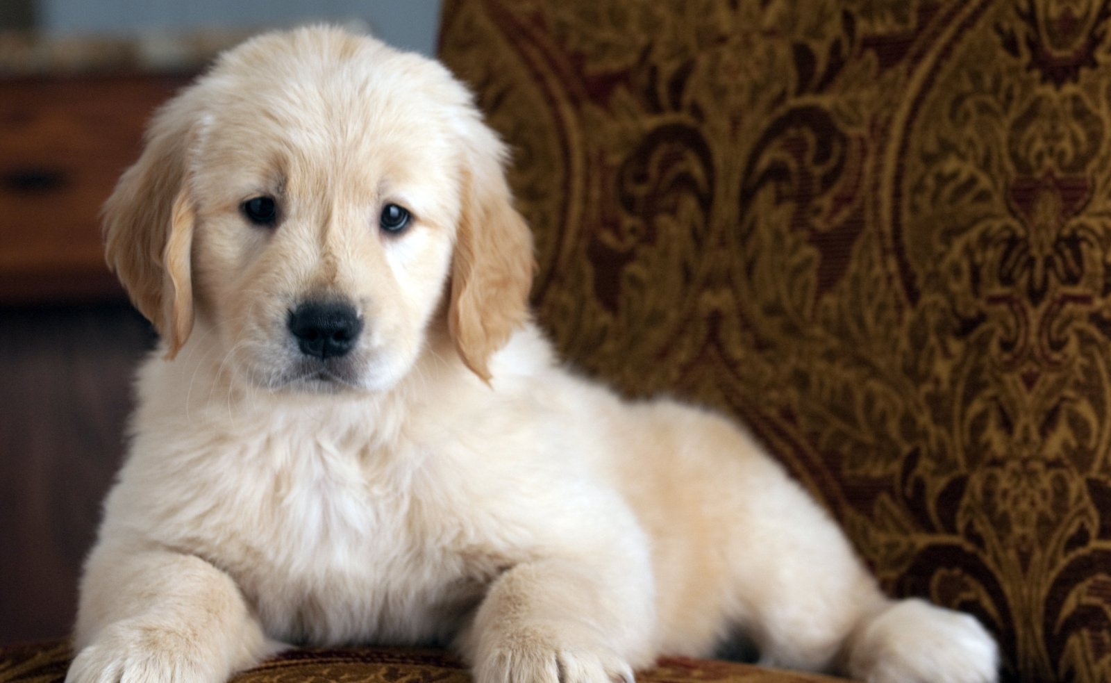 Puppy indoors, first living environment
