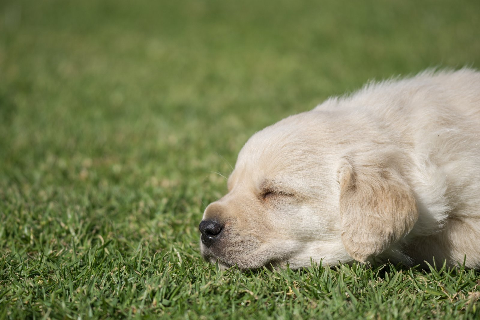 Labrador Retriever puppy asleep in the grass