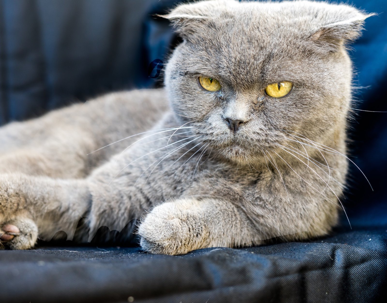 Chartreux cat with blue-gray coat
