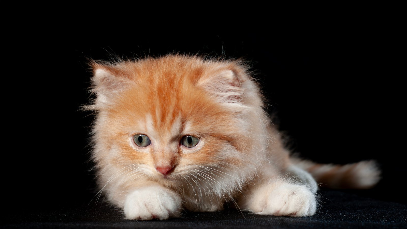 Persian kitten, full coat