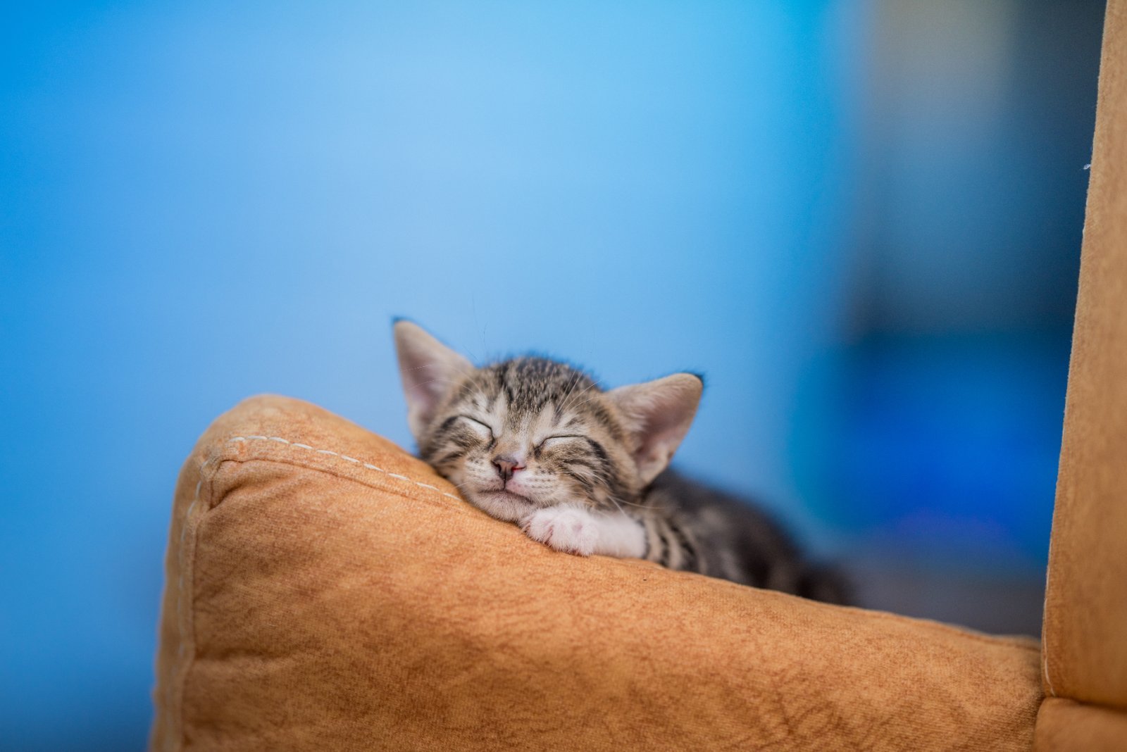 Kitten indoors, first reference points