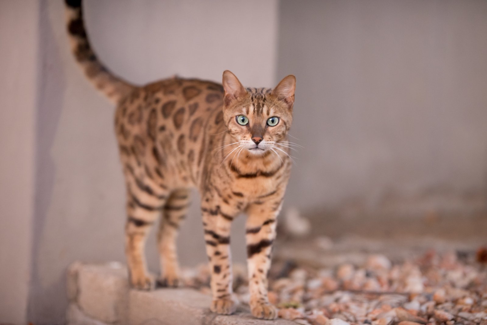 Adult Bengal cat, spotted coat