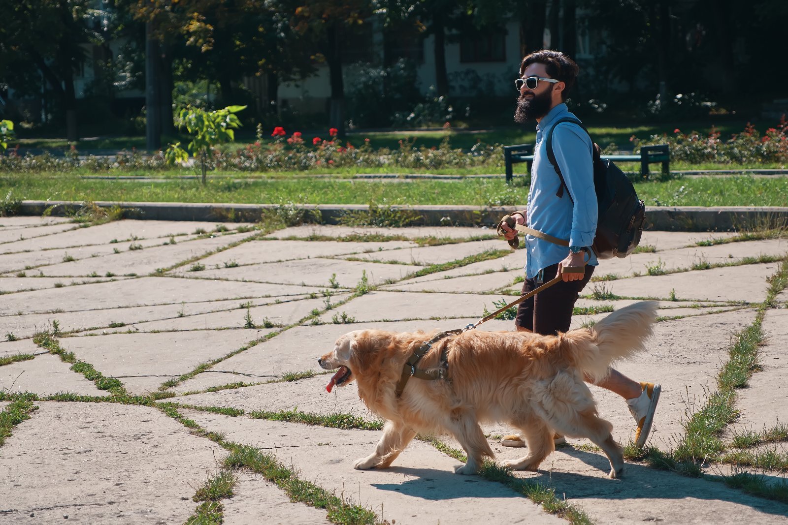 Cão em passeio, necessidade de exercício diário