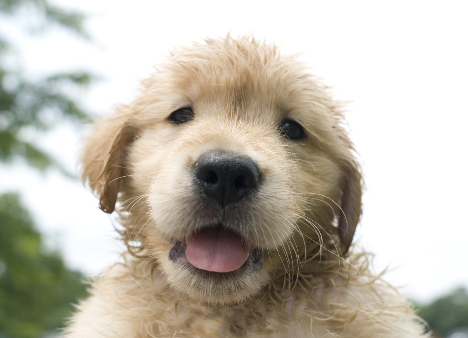Filhote Golden Retriever, ainda bem jovem
