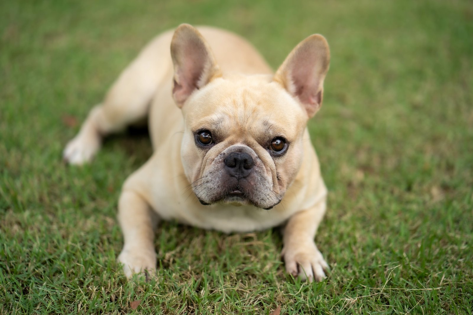 Buldogue francês deitado na grama