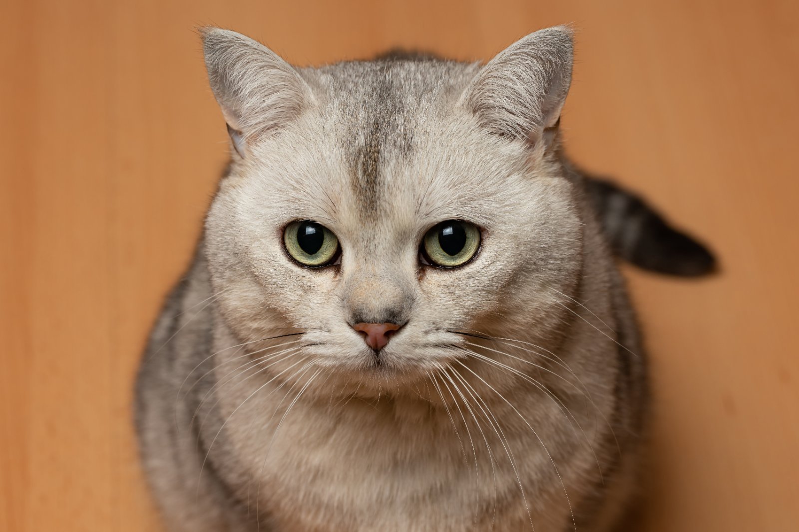 British Shorthair com pelo denso