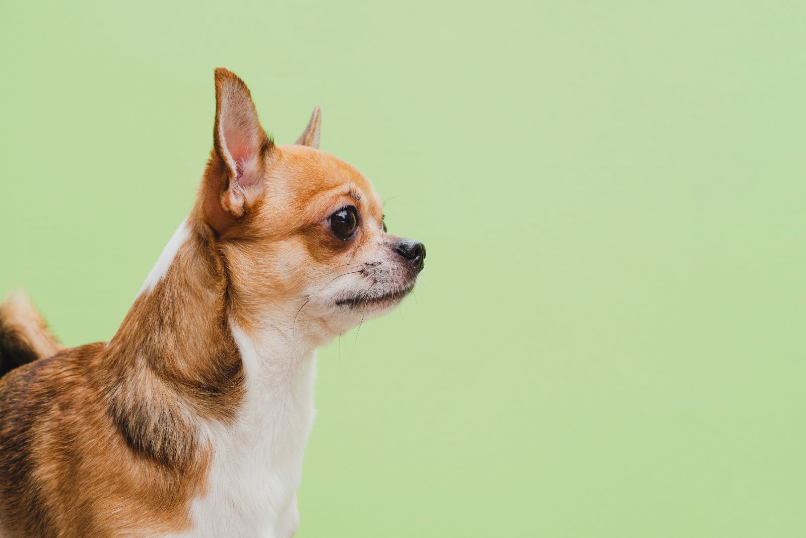 Chihuahua de pequeno porte, orelhas erguidas