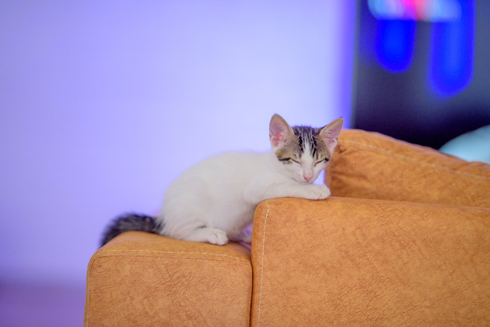 Gatinho num interior, primeiros pontos de referência