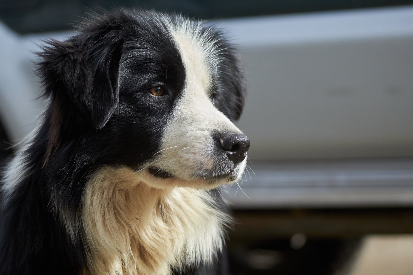 Border Collie adulto, olhar atento