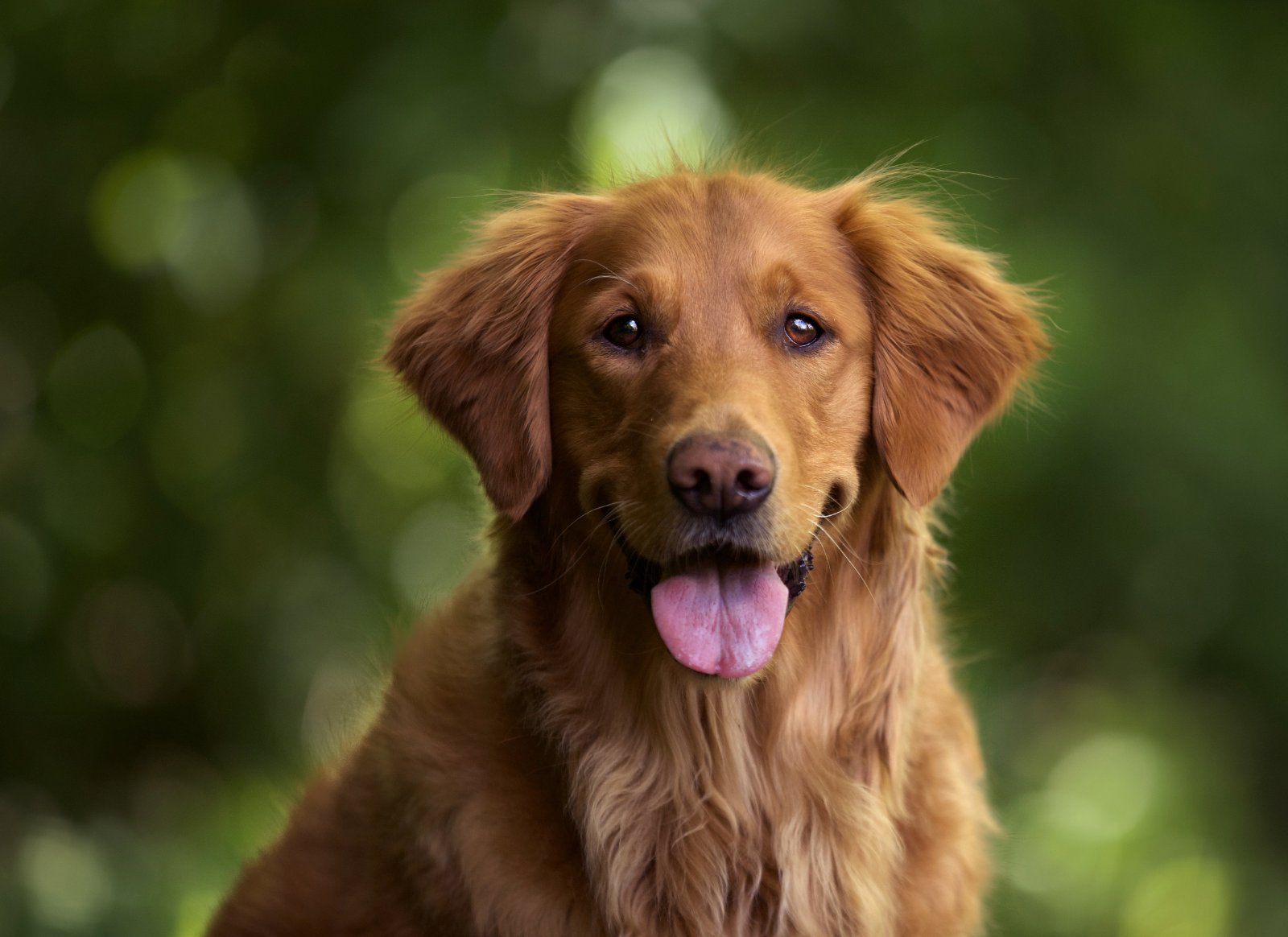 Golden Retriever adulto dal mantello fulvo