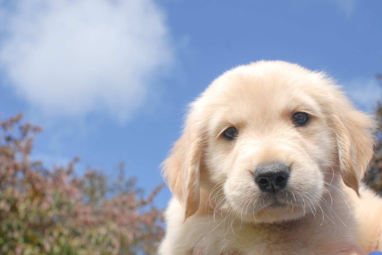 Cucciolo Golden Retriever, ancora molto giovane