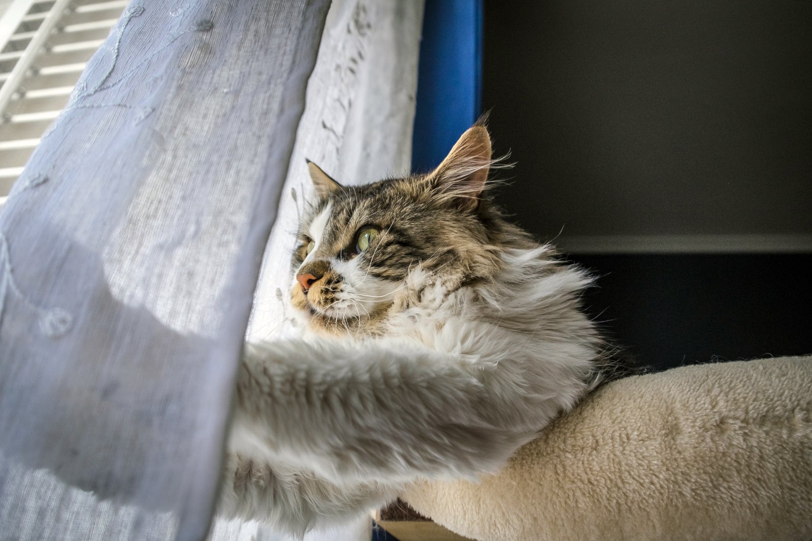 Maine Coon adulto dal pelo lungo