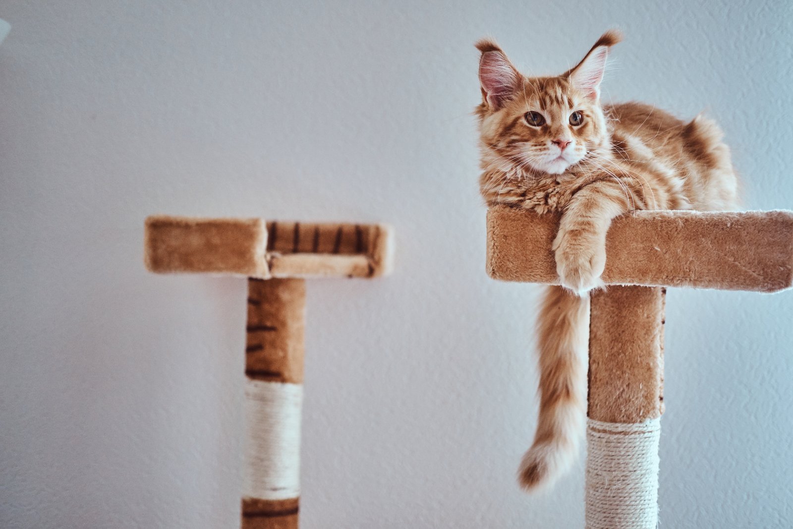 Gattino Maine Coon, ancora in crescita