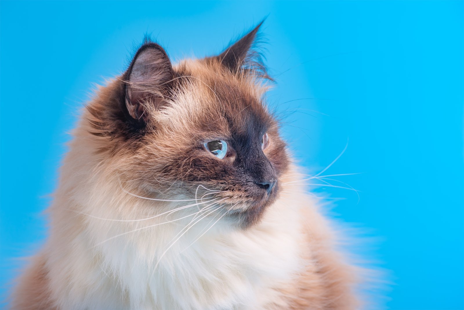 Gatto con mantello colourpoint, occhi blu