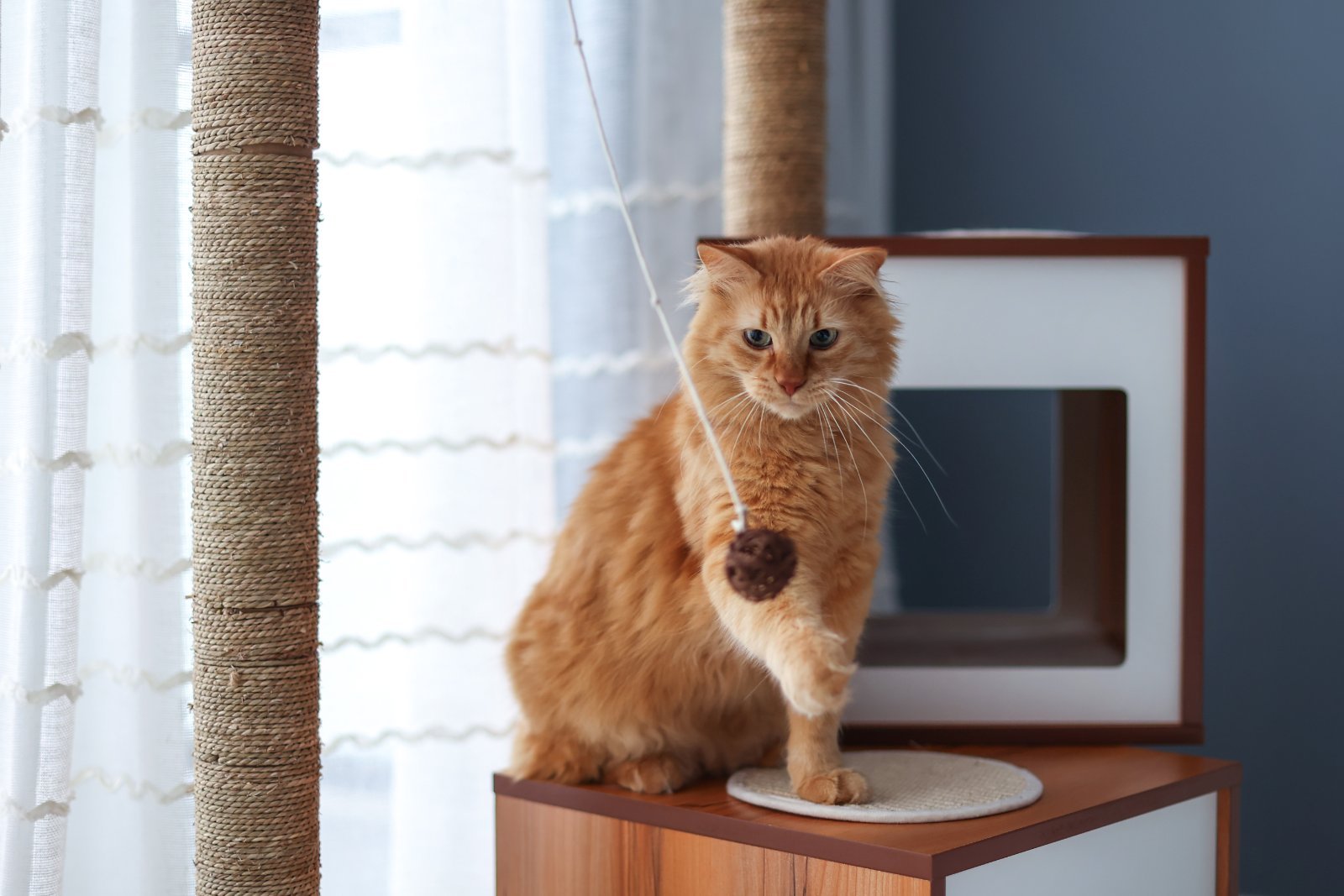 Gatto su un albero tiragraffi, spazio verticale