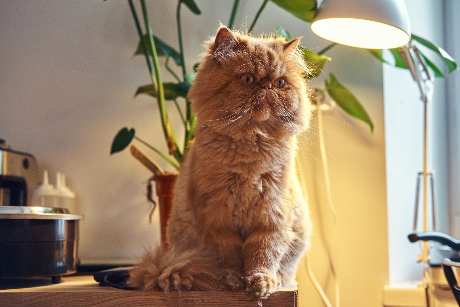 Long-haired Persian cat
