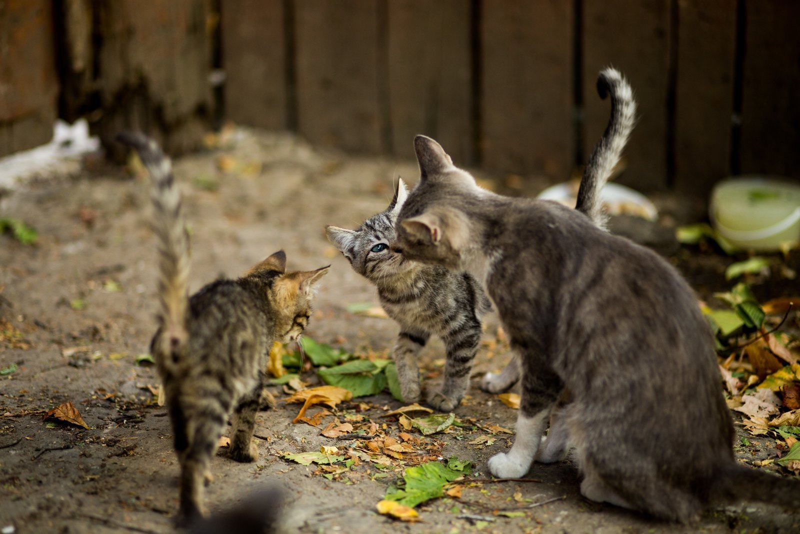 Female cat with her kittens