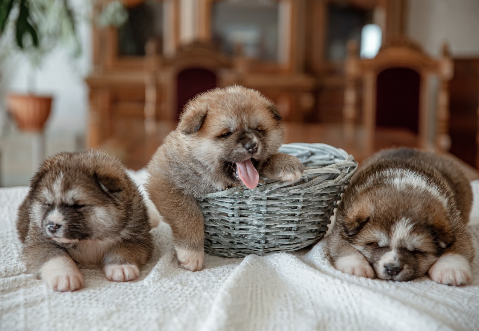 Litter of newborn puppies in their basket