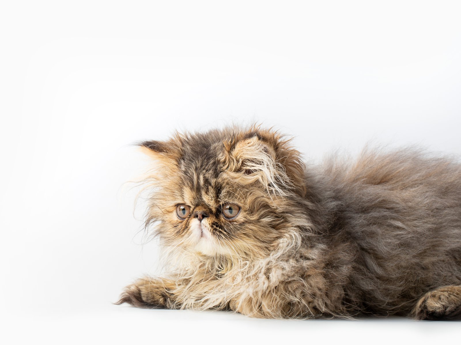 Persian kitten, full coat