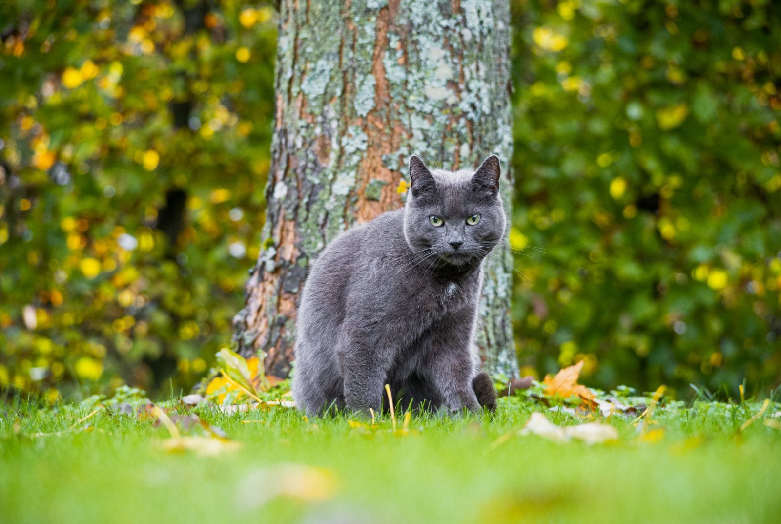 Gato de pelaje azul-gris en exterior