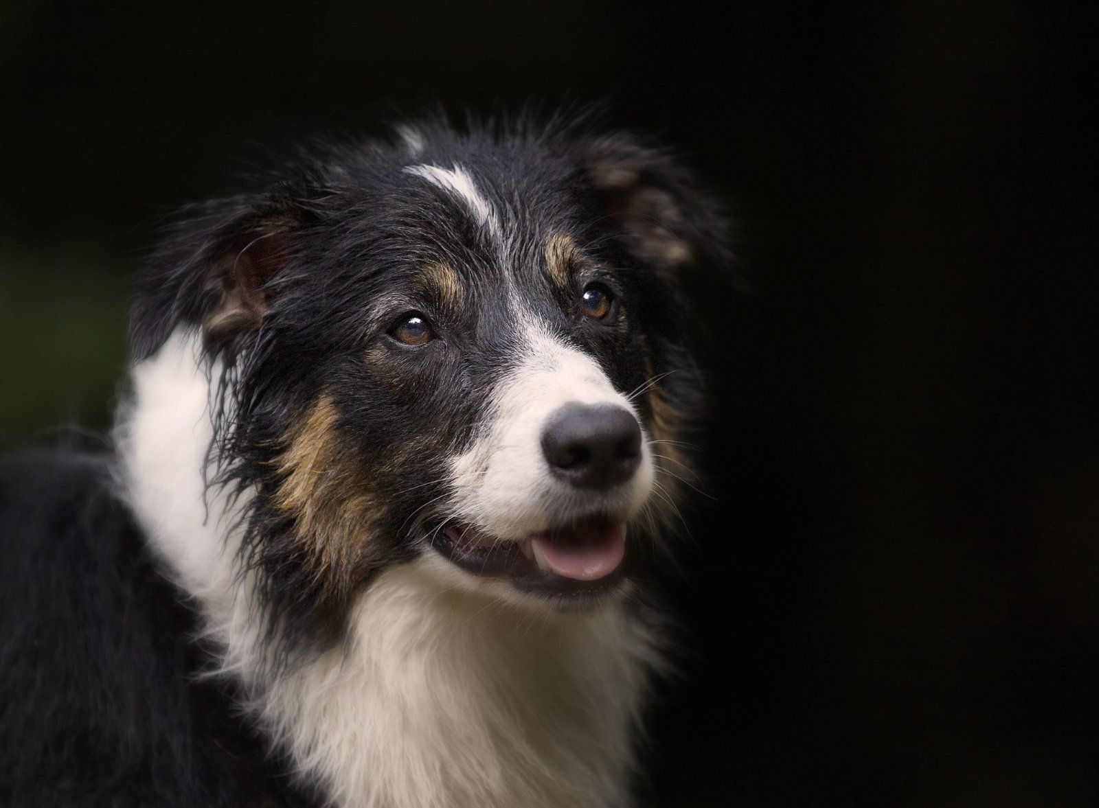 Border Collie adulto, mirada atenta