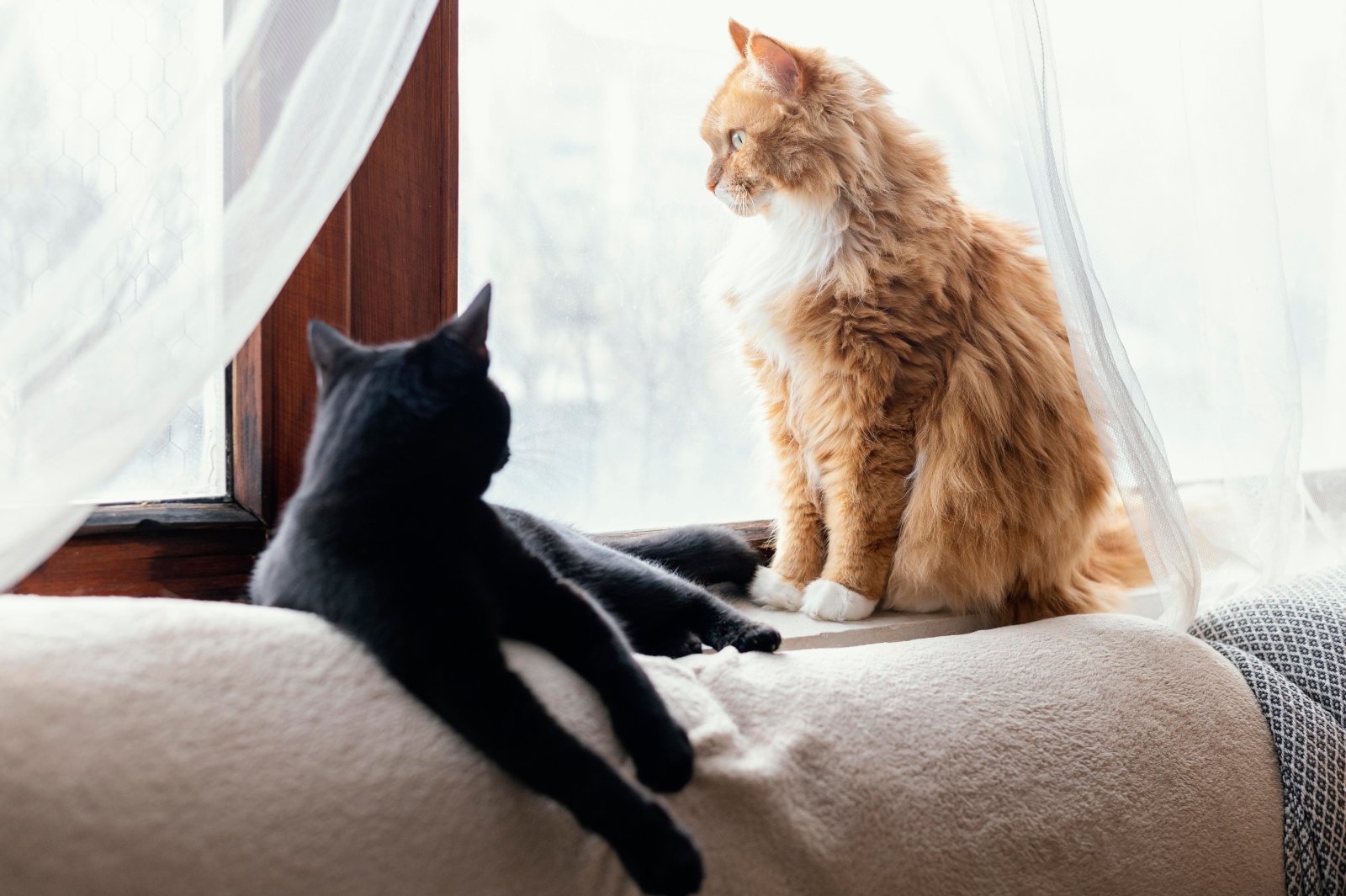 Gatos en un interior, marco de vida cotidiano