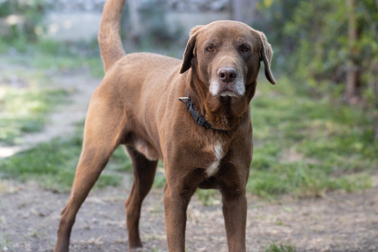 Labrador Retriever adulto, pelo corto, atteggiamento calmo