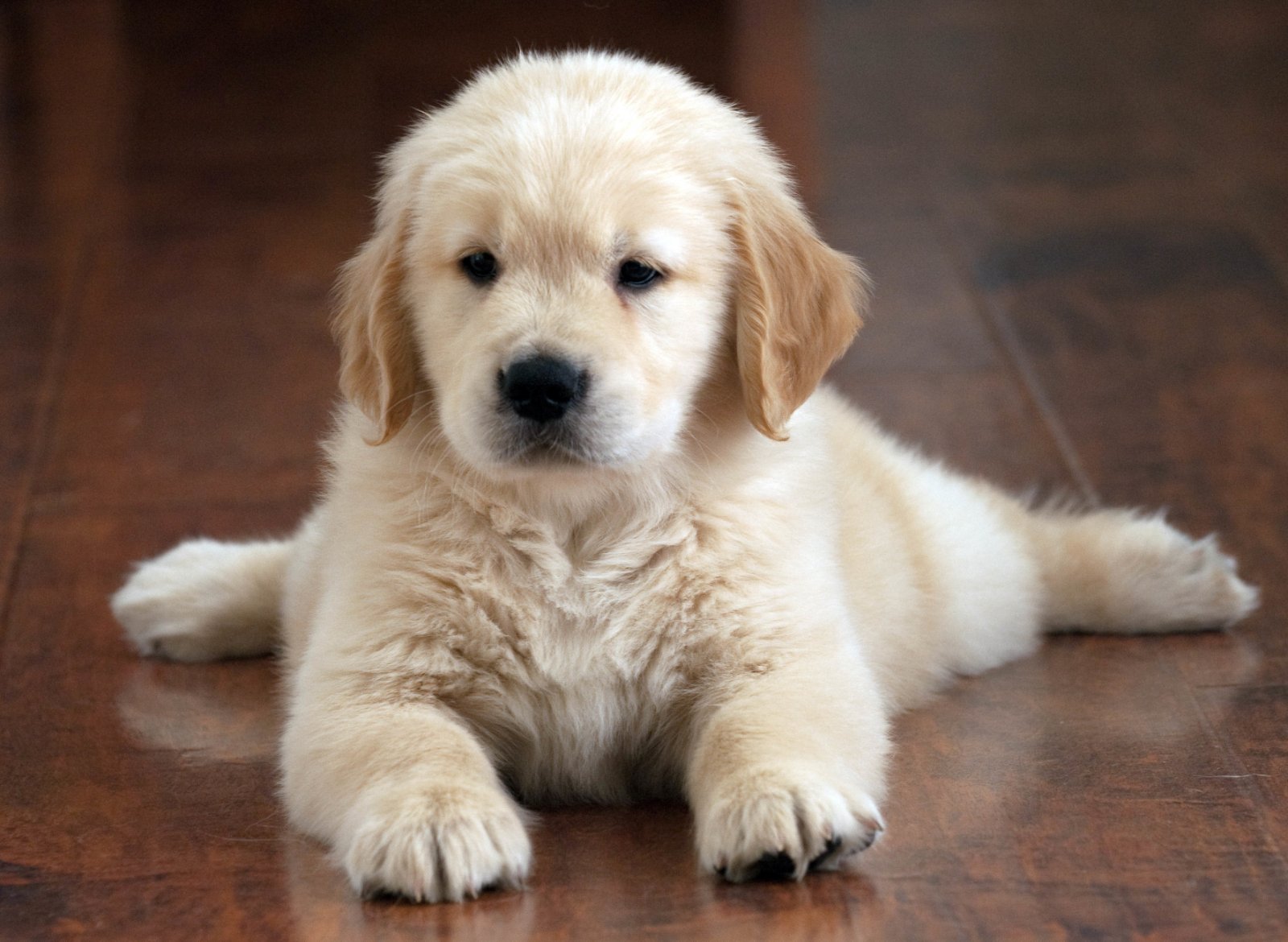 Cucciolo Golden Retriever, ancora molto giovane