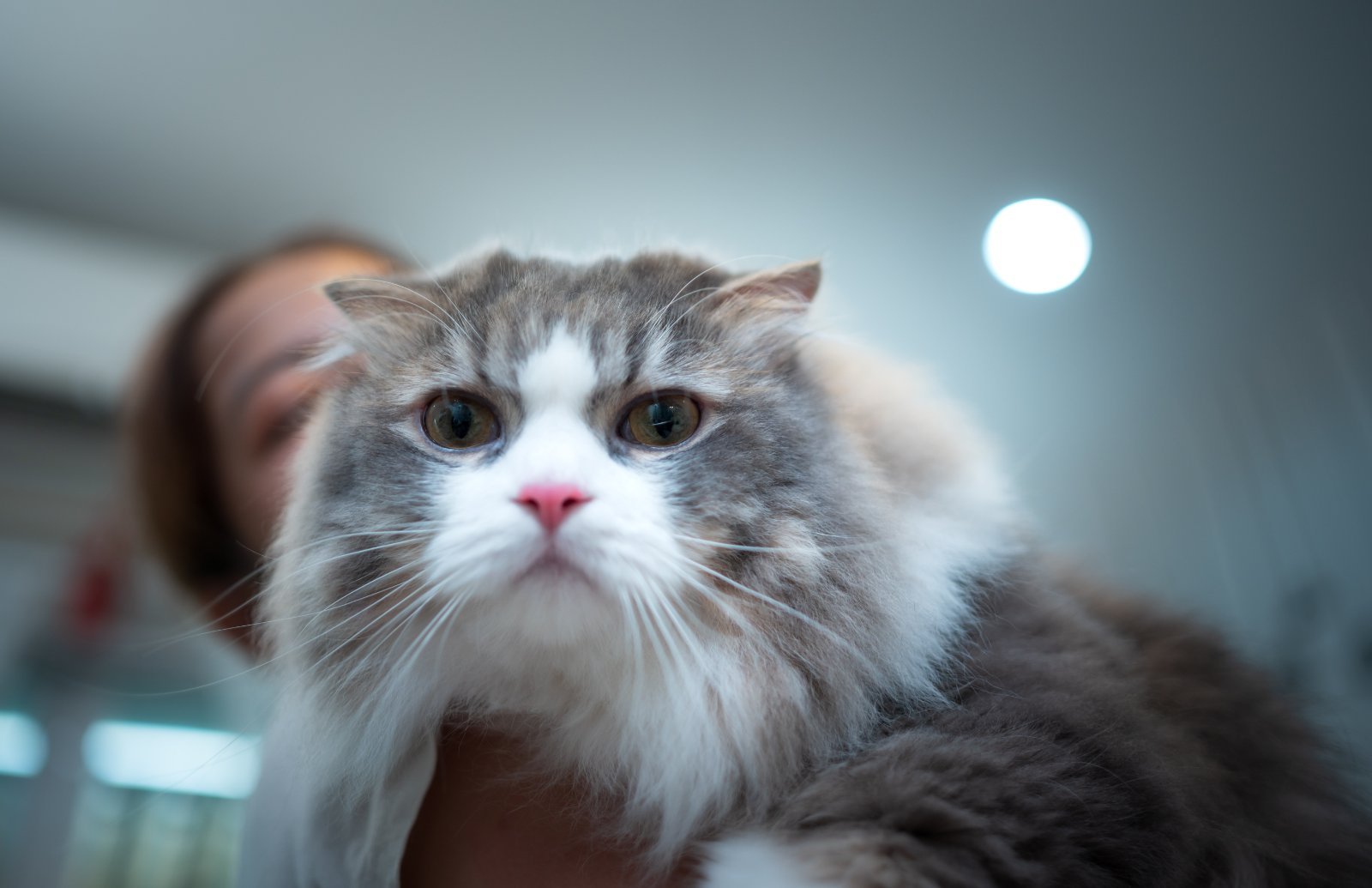 Long-haired Persian cat