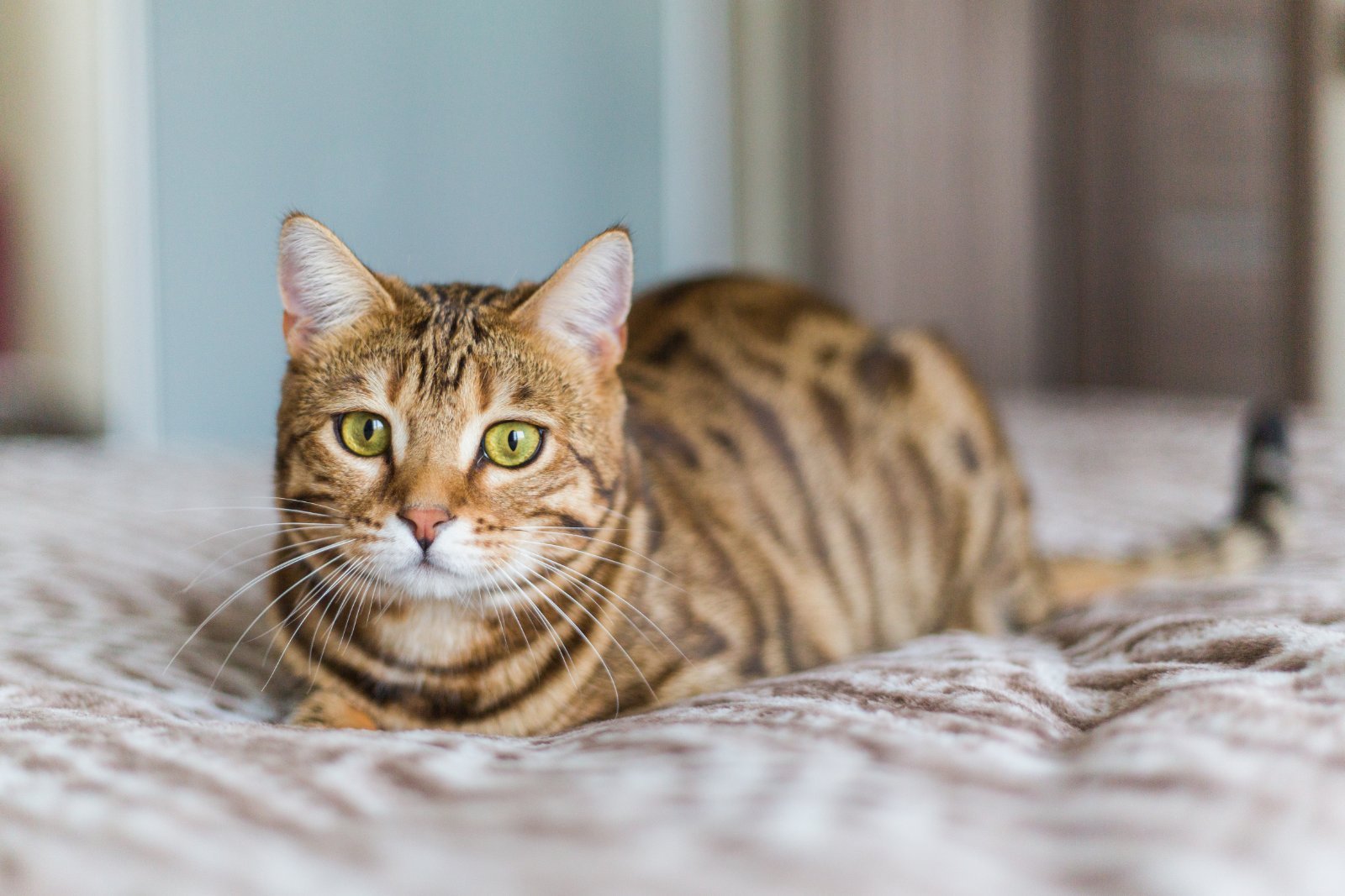 Adult Bengal cat, spotted coat
