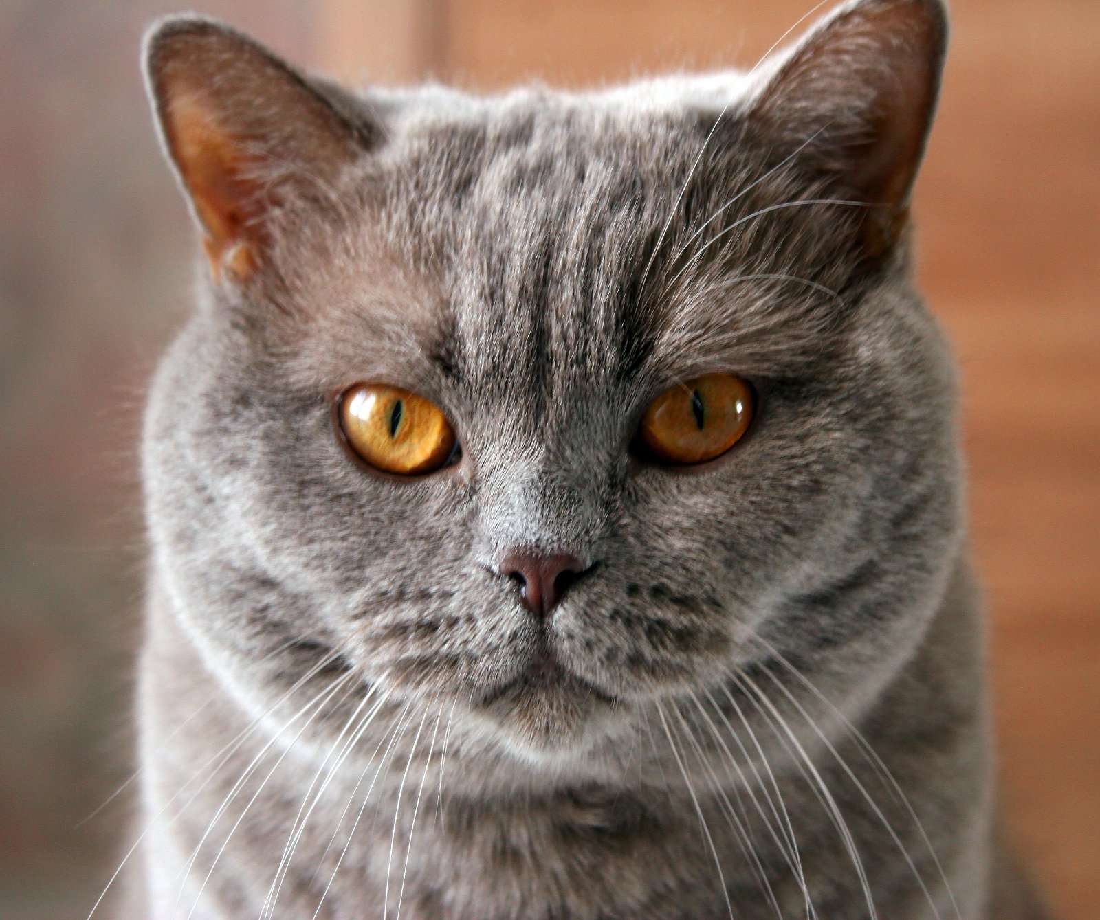 British Shorthair with dense coat